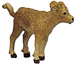 Jersey Calf.jpg